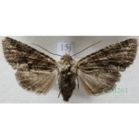 Dryobotodes eremita (Fabricius, 1775) Czech15j